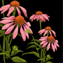 colorfull pinkflowers on a black background