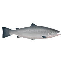 Salmon Group Posters