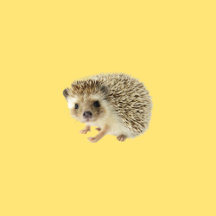 Hedgehog