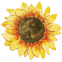 Yellow orange Rustic sunflower