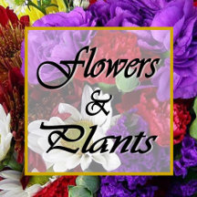 Flowers & Plants