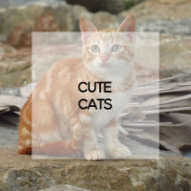 Cute Cats
