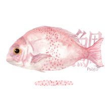 peixe さかな fish