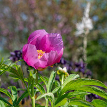 Totes and bags with Nature!