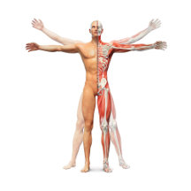 Medical Human Body Skeleton Muscles