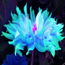 Stunning Aqua Blue and Green Cactus Dahlia