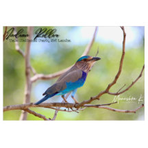 Unique T- shirt designs