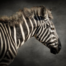 Wild Zebra - Fine Art