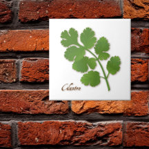 Cilantro Herb