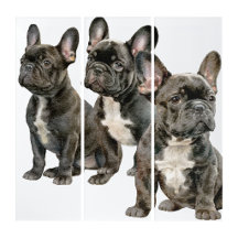 THE TRIPTYCH COLLECTION