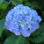 Blooming_Hydrangeas