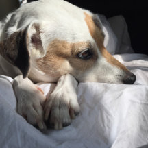 Homegoods, Art & More for Dog Lovers