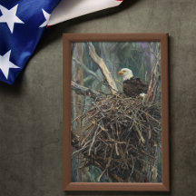Understated Americana: The Bald Eagle Collection