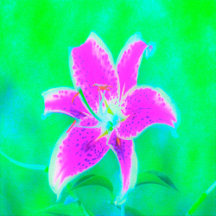 Hot Pink Stargazer Lily on Turquoise and Green