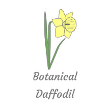 Botanical Daffodil