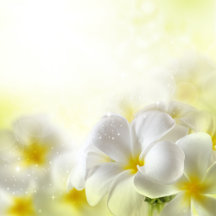 White Plumeria Wedding