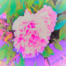 Electric Pink Peonies in the Colorful Garden