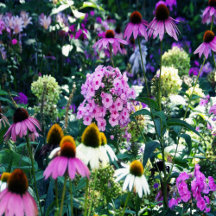 Pink Garden Phlox Landscape with Cone Flowers