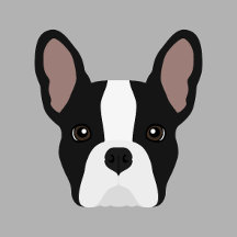 Black and White French Bulldog
