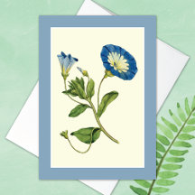 Botanical Illustrations Greeting Cards 