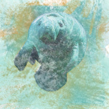 Manatee Florida Marine Mammal