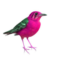 PinkBirdz 