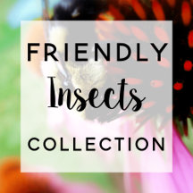 "You Can Do It!" Friendly Insects