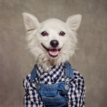 Shelter Pets Project - Tonka