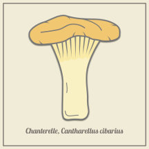 Botanical Chanterelle Mushroom