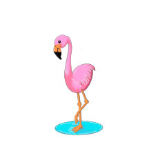Flamingo FUN!