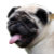 A Pug Portrait Store - add names, photos