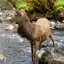 Deer of Scotland Gift Ideas
