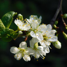 Mystique Botany: White Plum Blossom | Dark Botanic