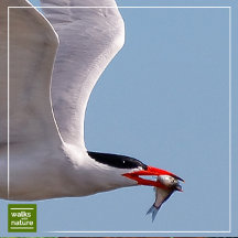 WWN Shorebirds (Terns)