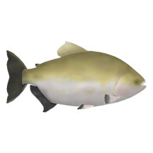 Fish of the Amazon River Basin Posters