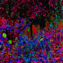 Psychedelic Crimson Red and Black Garden Sunrise