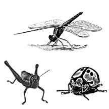 Tees - Insects, spiders and other amazing animals