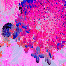 Elegant Fuchsia and Dark Blue Limelight Hydrangea