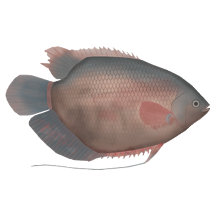 Freshwater Fish of Southwest Asia Posters