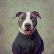 Shelter Pets Project - Major Good Boy