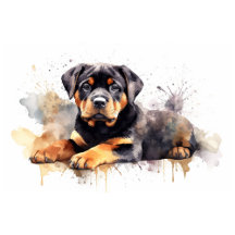 Rottweiler