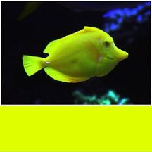 Neon Chartreuse Solid Color 