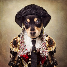 Shelter Pets Project - Josie