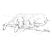 Minimalist Dog Sketch Art
