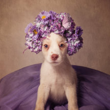 Shelter Pets Project - Fiona