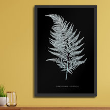 Ferns
