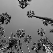 California Collection