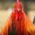 Red_Rooster