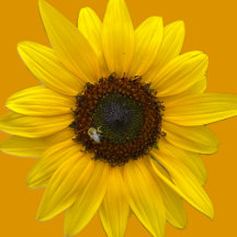 Sunflower Collection