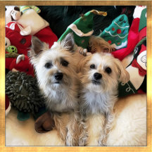 Everyday Mojo Christmas Collection